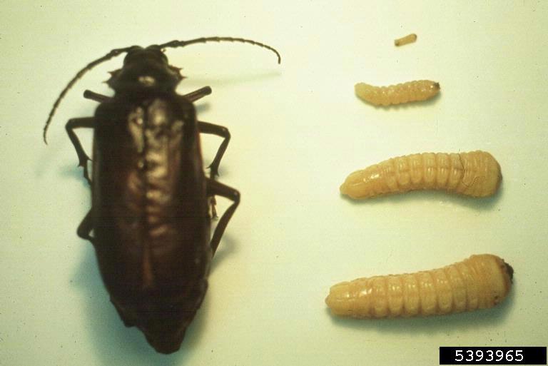 ملف:Prionus californicus.jpg