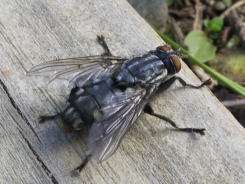 ملف:Diptera 01gg.jpg