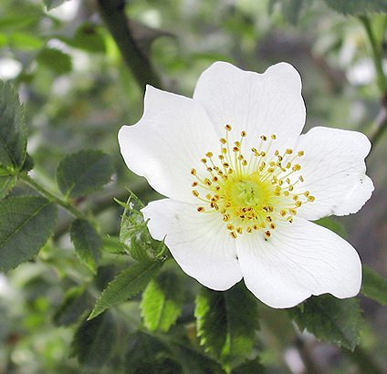 ملف:Rosa arvensis 1.jpg