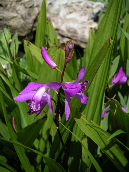 ملف:Bletilla striata 1.jpg