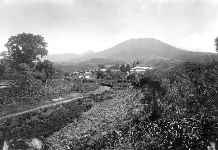 ملف:COLLECTIE TROPENMUSEUM Thee-onderneming Goalpara Preanger TMnr 10012066.jpg