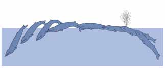 ملف:Whalepic6.jpg