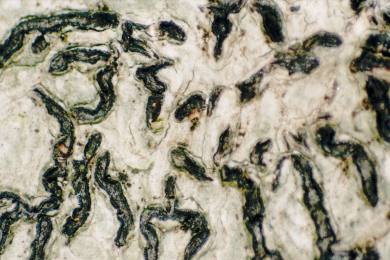 ملف:Graphis scripta (EU).jpg