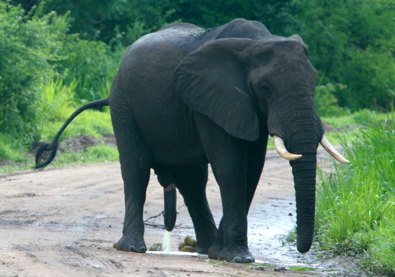 ملف:Elephant, Selous Game Reserve.jpg