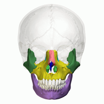 ملف:Facial bones - animation02.gif