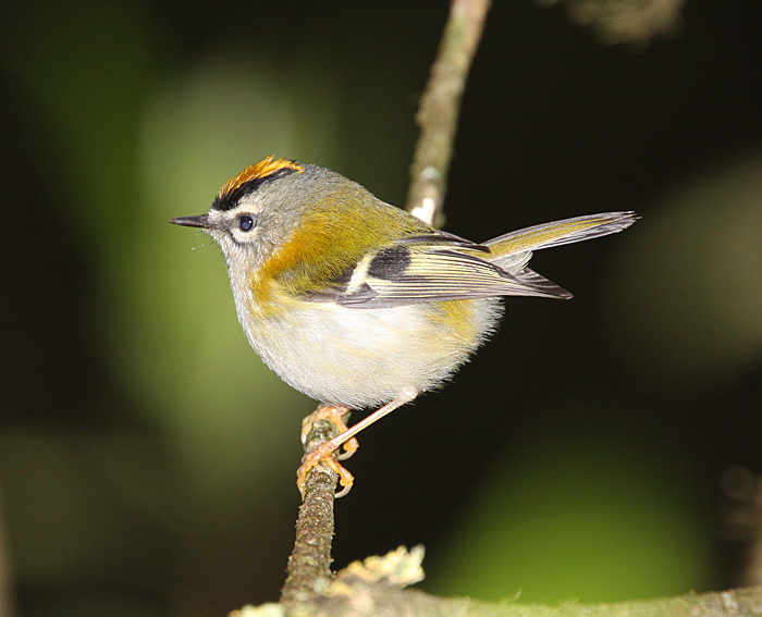 ملف:Madeiran-Firecrest1-B.jpg