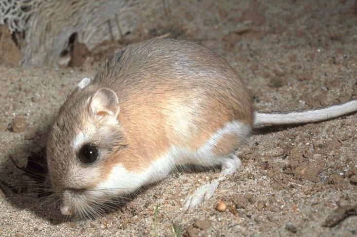 ملف:Kangaroo-rat.jpg