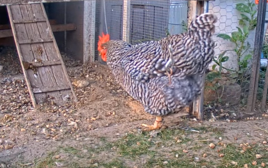 ملف:A Barred Rock Chicken Named Rootrip.png