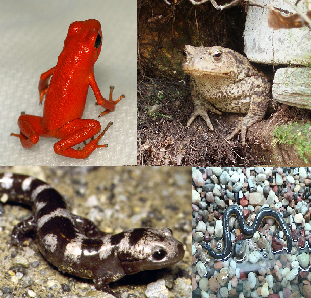 ملف:Amphibians.png