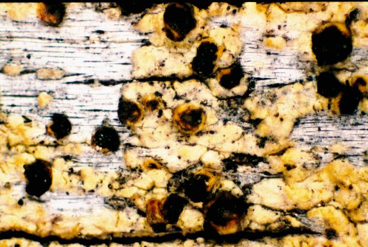 ملف:Cyphelium tigillare-3.jpg