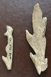 حراب من العصر الحجري القديم بلبنان.