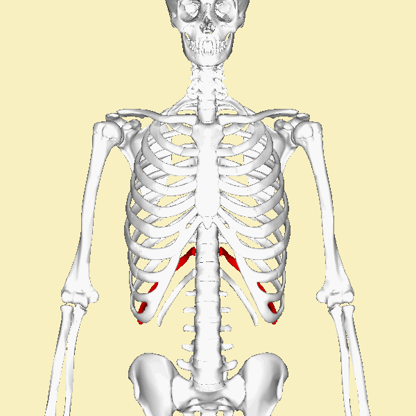 ملف:Eleventh rib animation.gif