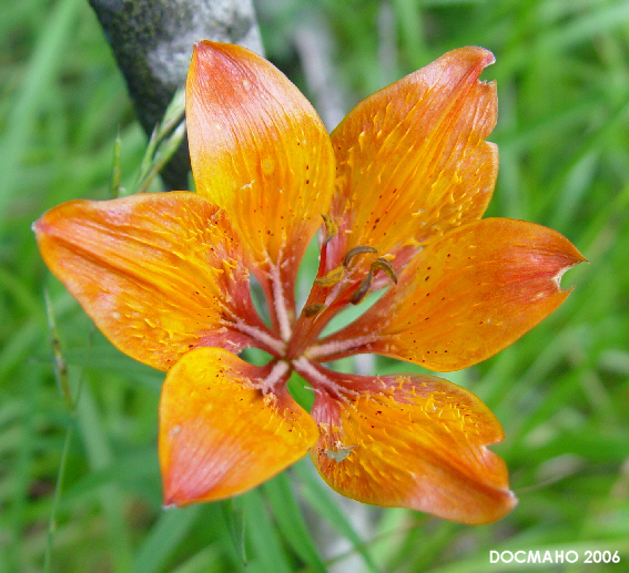 ملف:Liliumbulbiferumflowertop.jpg