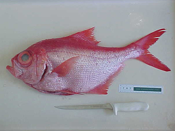 ملف:Beryx decadactylus 2.jpg