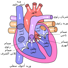 Diagram of the human heart.png