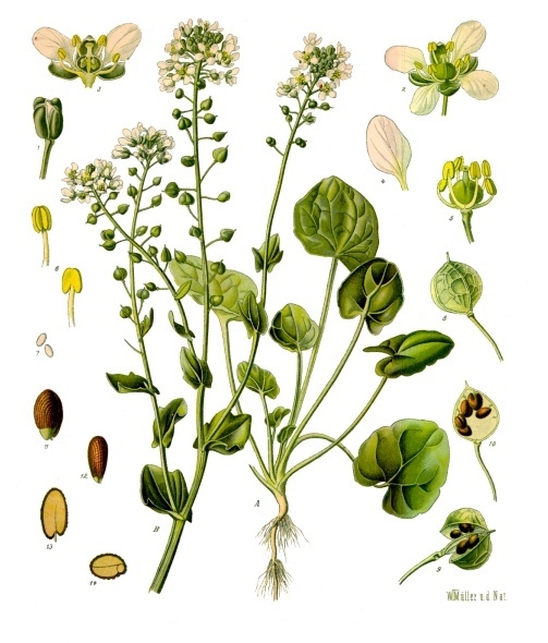 ملف:Cochlearia officinalis - Köhler–s Medizinal-Pflanzen-186.jpg