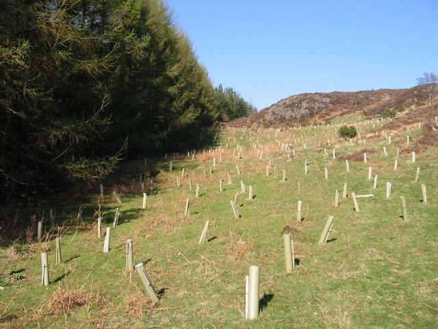 ملف:Tree planting - geograph.org.uk - 389349.jpg