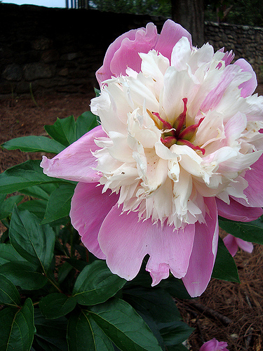 ملف:Unknownpeony.jpg