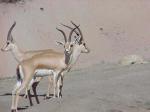 Gazella leptoceros.jpg