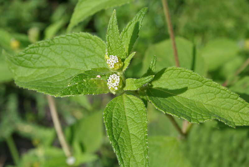 ملف:Blainvillea acmella in Hyderabad, AP W IMG 9066.jpg