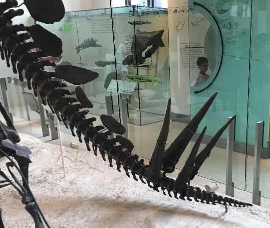 ملف:Thagomizer on tail of Stegosaurus at AMNH in NYC.png