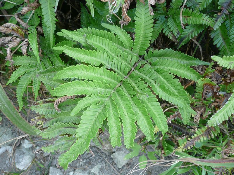 ملف:Pteris fauriei 傅氏鳳尾蕨 (天問).jpg