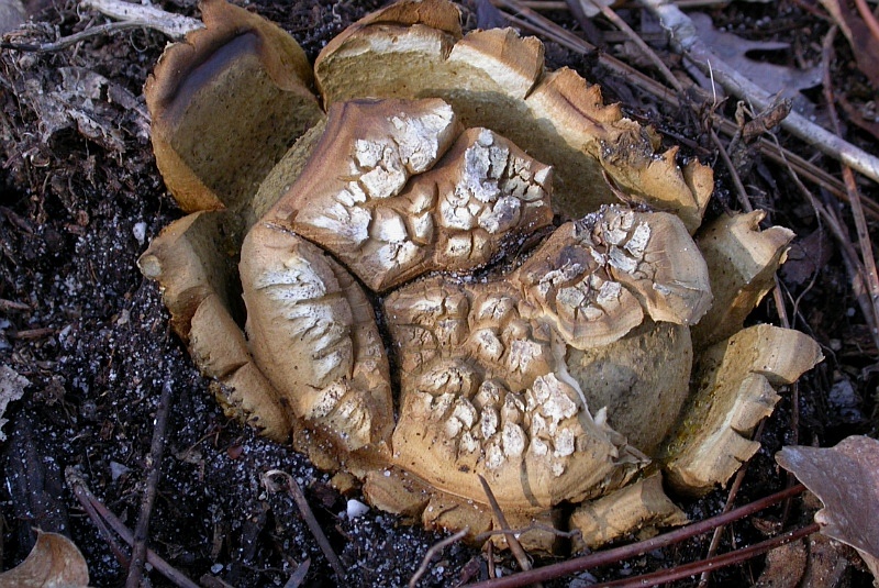 ملف:Scleroderma geaster.jpg