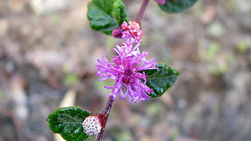 ملف:Cyrtocymura scorpioides (Lam.) H.Rob. (3082493786).jpg