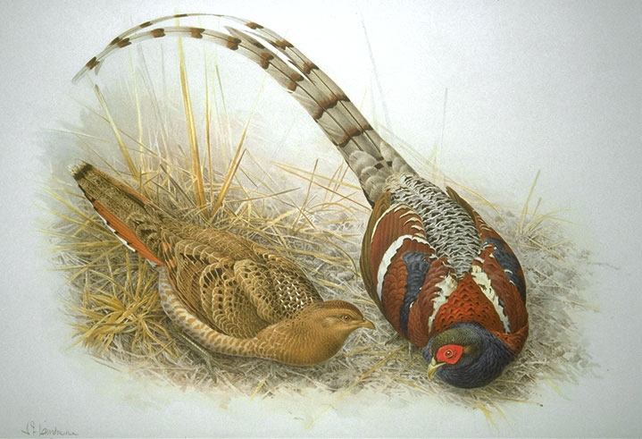 ملف:Syrmaticus humiae.jpg