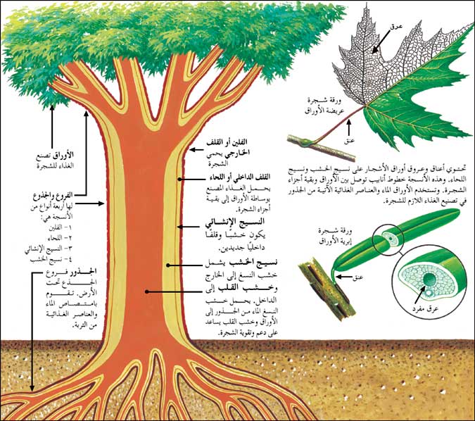 ملف:Treepic14.jpg