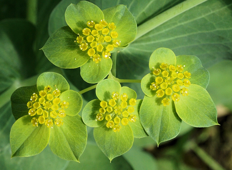 ملف:Bupleurum subovatum flower (05).jpg