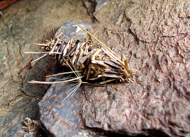 ملف:Case moth.jpg