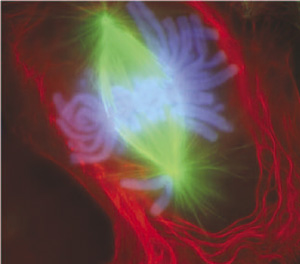 ملف:Mitosis-fluorescent.jpg