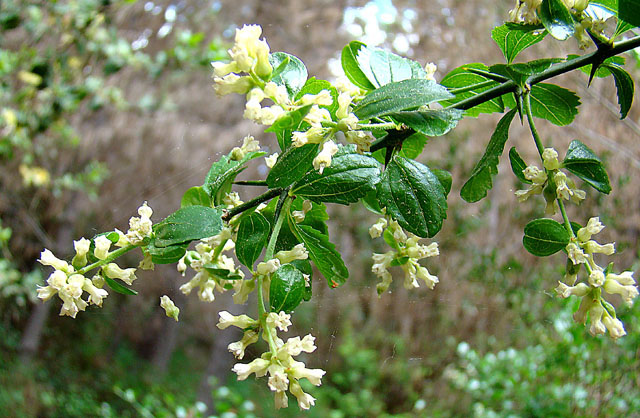 ملف:Retanilla trinervia of the Rhamnaceae (8405983428).jpg
