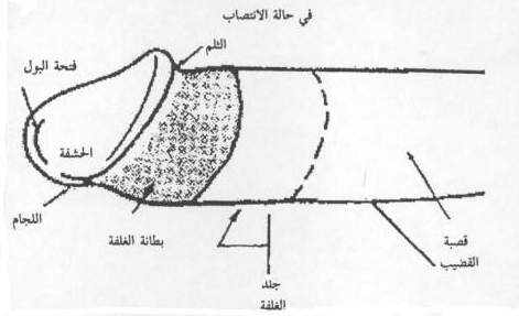 ملف:Tohor.jpg
