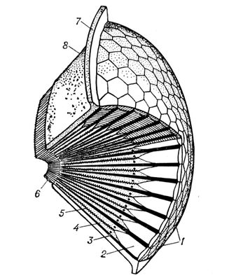 ملف:Compound eye1.jpg