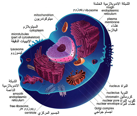 ملف:Animal cell.jpg