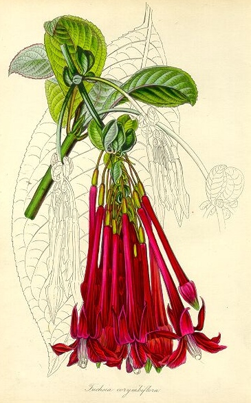 ملف:Fuchsia corymbiflora - Paxton.jpg