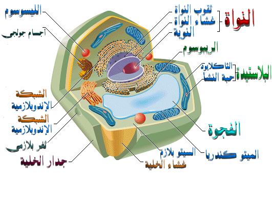 شرح التمثيل الضوئى