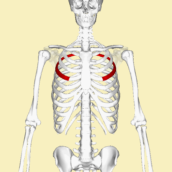 ملف:Fourth rib animation.gif