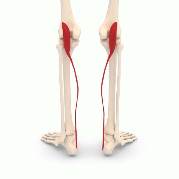 ملف:Plantaris muscle - animation.gif