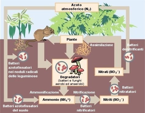 ملف:Ciclo dellAzoto.jpg