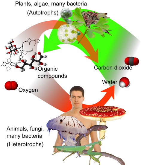 ملف:Auto-and heterotrophs.png