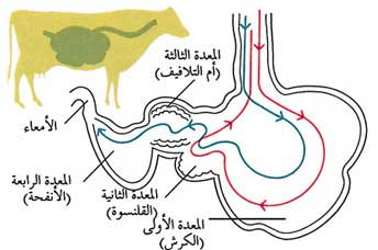 ملف:Cattlepic2.jpg