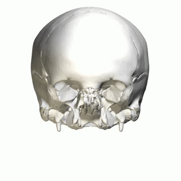 ملف:Neurocranium - animation04.gif