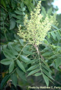 Rhus copallinum.jpg