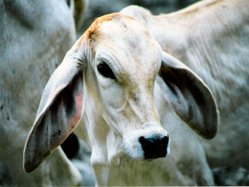 ملف:Brahman Baby.jpg