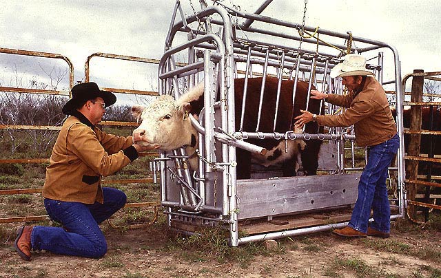 ملف:Cattle inspected for ticks.jpg