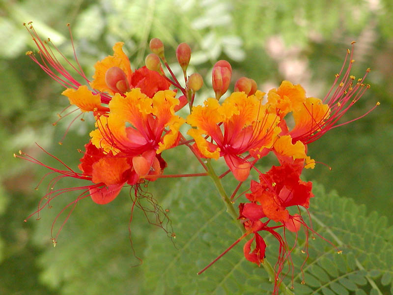 ملف:Caesalpinia pulcherrima.jpg