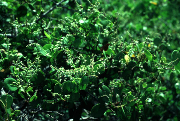 ملف:Laguncularia racemosa1.jpg